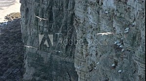 Bempton cliffs gannet colony on the North Yorkshire coast in England, gannet birds flying in slow motion next to the cliffs