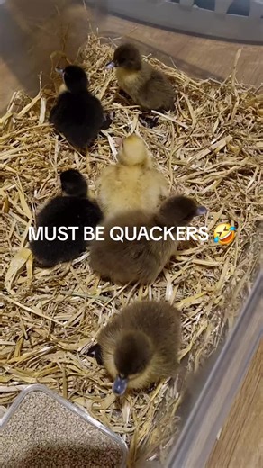 DUCKLINGS #TRENDING #foryoupage #viral #RANDOM #farmlife