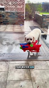 Living with Buster means negotiating daily about why a WATER GUN cannot live in the house. He disagrees every time #dogsoftiktok #lifewithlabs #funnyvideo #dogs | Buster Funny