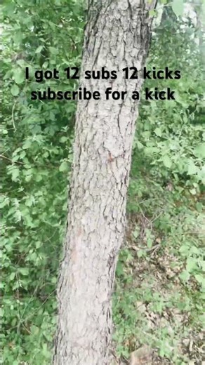Kicking a tree until it falls V3