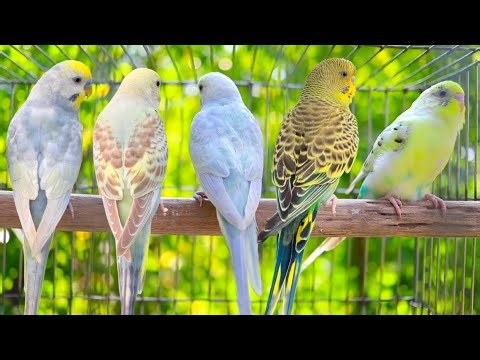 Happy Parakeet Singing – Cutest Budgie Sounds Ever 🎶🐦