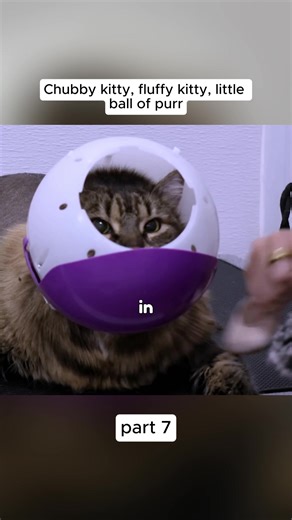 #cat #bath #viral #fyp #catbath | cat