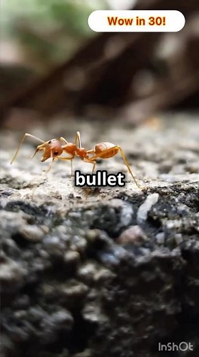 Meet the Paraponera clavata: Deadliest Ant on Earth🐜 #insects #forest #world #wildlife #science #yt