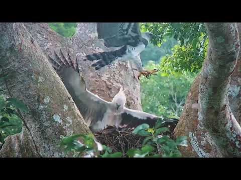 Harpy Eagle juvenile defending the nest from dad?