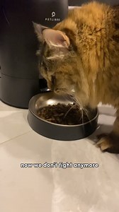 We found the ultimate pet peacekeeper! ☮️ The Petlibro Automatic Cat Feeder can easily be set to customize a feeding schedule remotely with the mobile app, helping you get rid of the tediousness of repetitive button pressing and providing a more convenient life for you and your pet. Find it on Amazon when you click here https://amzn.to/48Hwia9. #AmazonFinds | Amazon Finds | Facebook