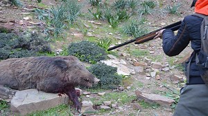 Wild Boar Hunting Compilation - Biggest Wild Boar Hunt | Hunter's HUB - Hunting / Military / Outdoor