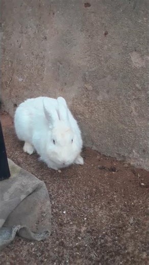 Snow White Dancing in the Rain 🌧️👑💃