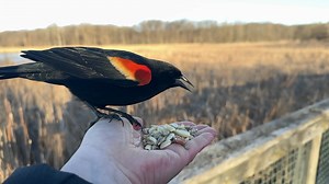 68K views · 2.7K reactions | A Red-winged Blackbird showing his red shoulder feathers at the Hand of Snacks. In case you’re curious about the sound, that’s another Red-winged Blackbird calling. | Jocelyn Anderson Photography | Facebook