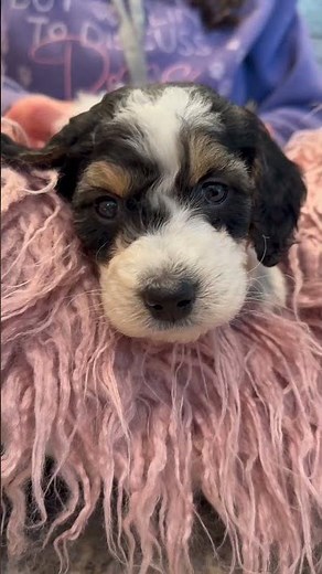 Meet Aurora! Our F1b Standard Bernedoodle Puppy - looking for her forever home! ❤️ #bernedoodle