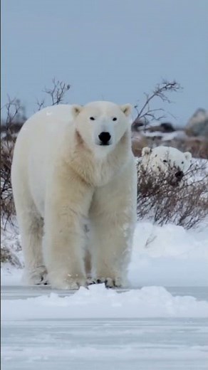 Kodiak Bears vs. The World: Ultimate Size Showdown!