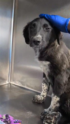 1.6K views | Dallas Animal Services and Adoption Center on Reels | Facebook