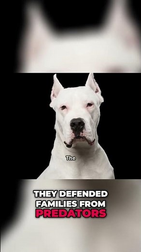 Dogo Argentino: The Ultimate Loyal Protector