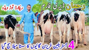 Rahman Dairy Farm | Australian Friesian Cow | Jersey Cow | New Cow Video 2025 | Jersey Cow | Imported Cows #cowforsale #cows #newvideo #dairyfarm #jhangjanwarmandi #dairyfarming #bigcow #milkingcows | Jhang Janwar Mandi