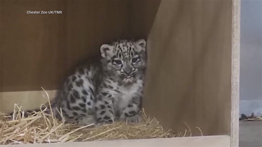 Zoo in England welcomes rare snow leopard cub