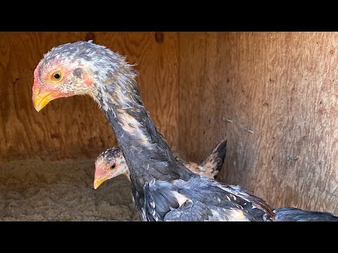鶏の病気 コクシジユウム