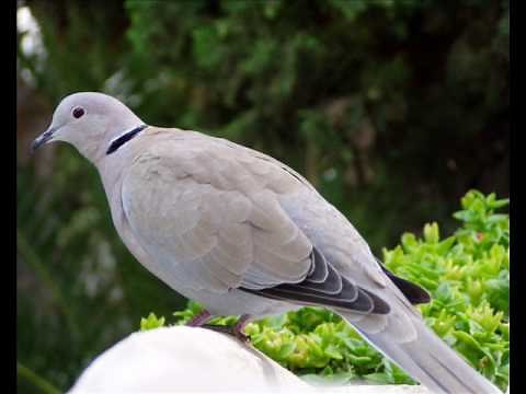 Гугутка гука