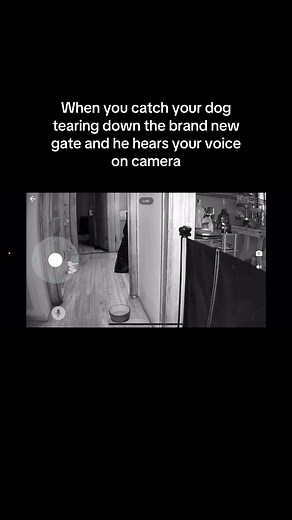 3.9K views · 35 reactions | “I was framed!!” #dogsoftiktok #doggo #dogdog #puppylife #rescuedogs | DogDog - the search engine that saves dogs | Facebook