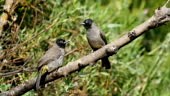 White spectacled Bulbul standing on a branch