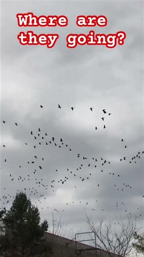 Geese migration? Where are they going?