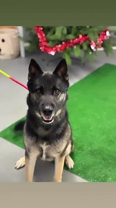 Meet Pressure, a handsome 4-year-old Husky Shepherd mix who is sure to capture hearts. Pressure is awaiting a companion to share Valentine’s Day with. When not enjoying a favorite toy or chasing a ball, Pressure delights in engaging conversations. Prepare to be enchanted by this energetic boy. You can meet this handsome boy at the Lake City Humane Society.🐾 E. | Lake City Humane Society