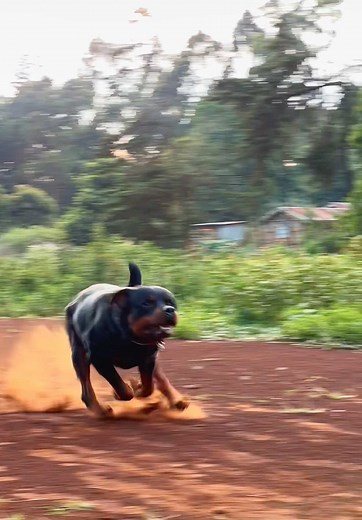 High-Speed Rottweiler: A Playful Pup in Action