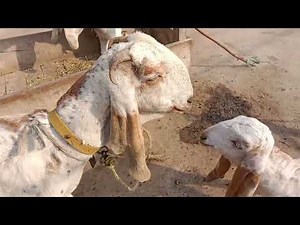 My goat is beautiful 🐐🐐 review daily v log