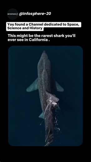 The rarest shark of California | #shorts #mindblown #sharks