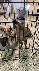 **UPDATE: all 7 puppies ARE READY for adoption!! Our hours are 11am-4pm Tuesday-Saturday. They are first come first serve. Please verify your pet policy as we do have adoption requirements. We will not respond to any comments, messages, emails or phone calls in reference to the puppies. We have a MASSIVE cuteness overload at our Second Chance Adoption Center!! 7 puppies (5 males, 2 females) were found one morning under an abandoned home. The Good Samaritan brought them to us. All of these cuties