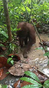 🛁 Bath time for Bagus! This jungle bath might not have soapy bubbles, but it's exactly what Bagus needed to cool down, play, and have a little fun at Jungle School! It's messy but it's refreshing, and we love seeing Bagus do her thing in the forest. BORA is a collaboration with our COP partners, and the Ministry of Forestry 🌳 | The Orangutan Project