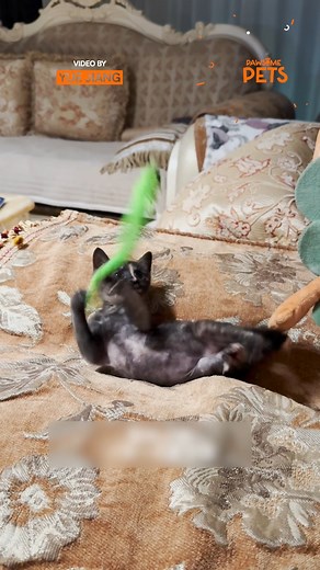 4.3K views · 166 reactions | From fragile rescue to fearless furball, love really does work miracles  #RescueCat #KittenJourney #BeforeAndAfter #CatTransformation #AdoptDontShop #CatLove #WholesomeMoments #FurBaby #CatRescue #HeartwarmingReel | Pawsome Pets | Facebook