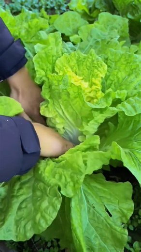 The "Queen of Kimchi": Napa Cabbage Facts 👑 #gardening #herbalism #permaculture #healthyliving
