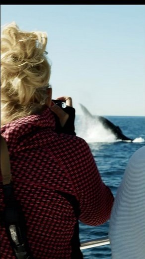 Humpback Throws its Huge Tail at Whale Watching Passengers!