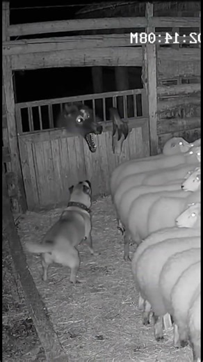 He Came Out of NOWHERE! Ceiling Ambush Caught on CCTV 🚨 #Horror #Cryptid #Shorts