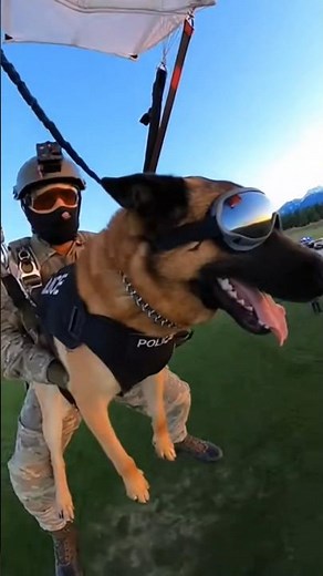 Elite K9 vs Threat | Tactical Dog Action🐕‍🦺🔥 #k9 #k9training #malinois #viral #k9unit #wildlife