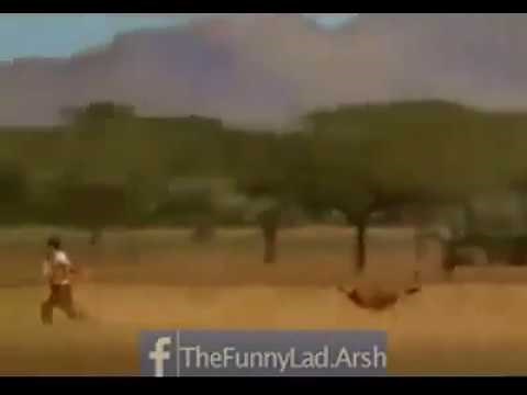 Cheetah chasing deer| man runs faster than cheetah | funny video| man saves deer from cheetah|