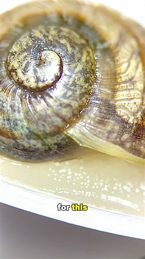 DO SNAILS HAVE TEETH?!
