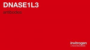 DNASE1L3 antibodies from Thermo Fisher Scientific