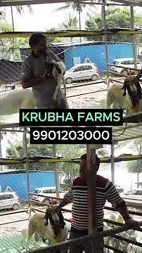 boer goat for Sale Today. Premium goats available