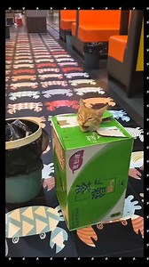 Fiesty cats 😹😻❤️ #catsoftheworld #funnycatvideos #catfunnyvideos #catslove #funnycatsvideos | Catify