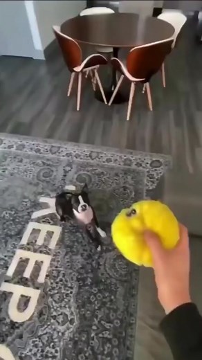 Follow @bostonterriervibes Credits @curtislepore - - - - - #bostonterrier #bostonterriervibe #bostonterrierlovers #bostonterriers #bostonterriertiktok #bostonterrierfamily #bostonterrieraddict