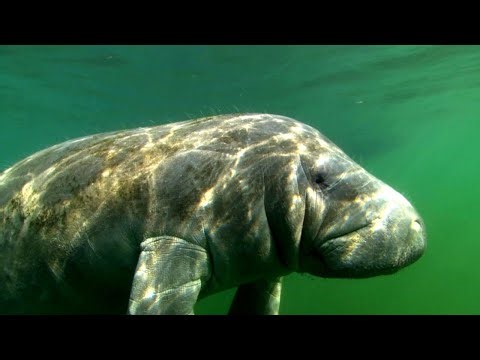 Inside the Fight to Save Endangered Manatees and Dugongs