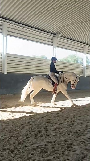 Spanish Horse Cremello