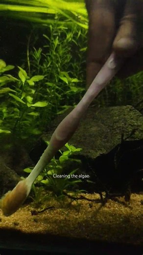 planted aquarium maintenance #aquarium #feeds #maintenance