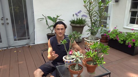 Growing desert rose adenium throughout the year - complete tutorial with summer & winter tips