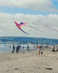 16 reactions | Check out this video by @pjhuert2 featuring one of our #WINDNSUN #DragonKites  Thank you for sharing! #SanDiego #MissionBeach #Summer #Beach #Kites #Kite #Dragon #Dragons #XKites #FlyXKites | X Kites | Facebook