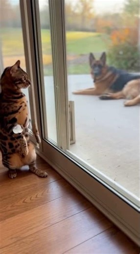 😱😱 Turns out this cat’s courage is exactly one glass door thick #dogandcat #funny #catvsdog #cat