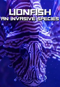 Lionfish: An Invasive Species (2023)