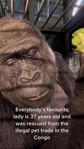 The Impact of Illegal Pet Trade on Wild Populations and Conservation Efforts