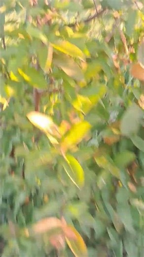 जंगल सफारी 🍎🍅 #viral #reel #youtube #insta#nature #travel #rodes #funny #sarbebhabantusukhinah