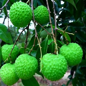 綠翡荔枝樹苗 嫁接新品種樹苗 直接種植直接結果 其果肉如凝脂、晶瑩清脆、吃起來無渣 比普通荔枝肉多、汁多、更甜 樹苗品質有保證 死苗免費補發 | 玉豐果苗花苗買賣